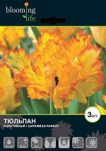 Тюльпан попугайный Карибеан Пэррот