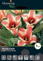 Tulip Czaar Peter