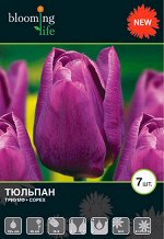 Тюльпан триумф Копекс