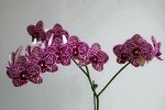 2,5&quot; Phal.Lioulin Wild Cat