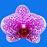 Dtps.I-Hsin Sun Beauty