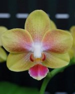 Dtps.Miki Golden Sean Baby &#039;MXS02&#039;
