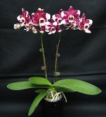 P.Chi Yueh Cow