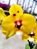 P.Lioulin Moon&#039;OX1533&#039;FCC/AOS