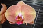 P.OX Golden Apple