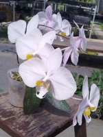 P.philippinense