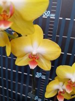 P.PZO Canary TOGA/SM