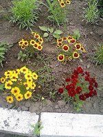 Цыганочка 15 см