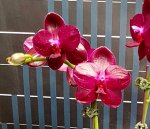 P.Sogo Relex