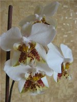 P.stuartiana × sib