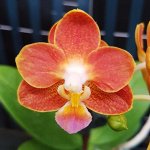 P.Yaphon Perfume &#039;coffee &#039;