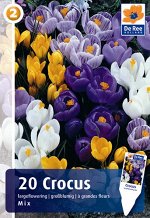 Crocus Largeflowering mixture