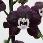 Экзотика Азии 14. Рассада редких орхидей