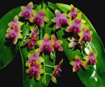 P.Princess Kaiulani &#039;chin Yo&#039; AM-AOS