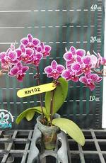 Phal. China E Berry