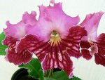 Jasmin