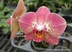 P. Ba-Shi Diamond x Dtps. Leopard Prince ‘Sogo F-977’