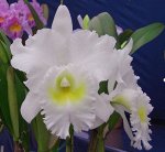 Bc. Pastoral &#039;Innocence&#039;      FCC/AOS