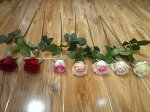 Роза полузакрытая