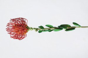 Леукоспернум. Искусственный цветок.