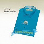 Blue Aster