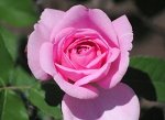 Гертруда Джекилл(Gertrude Jekyll) Шраб