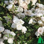 Альба (Alba Meillandecor) Почвопокровная роза