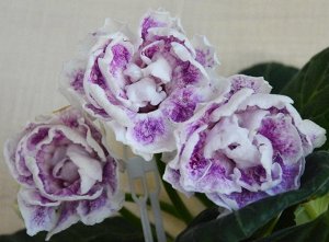 НГ-Лила Красивые махровые крупные белые цветы, по лепесткам лиловое напыление и тонкий мраморный рисунок фиолетового цвета. В горле тёмный редкий крап. Розетка компактная, цветонос средней длины. (Опи
