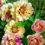 Коллекционные Японские Пионы в наличии 3/23