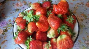 Роксана Средне-поздняя. Крупные ягоды конусовидной формы (не менее 30-35г), ярко-красного цвета. Очень выносливый, морозостойкий сорт клубники.