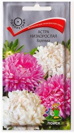 Астра Варенька (Код: 78026)