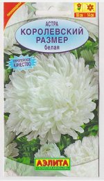 Астра Королевский размер Белая (Код: 1396)
