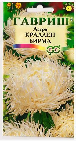 Астра Краллен Бирма кремово-белая (Код: 9312)