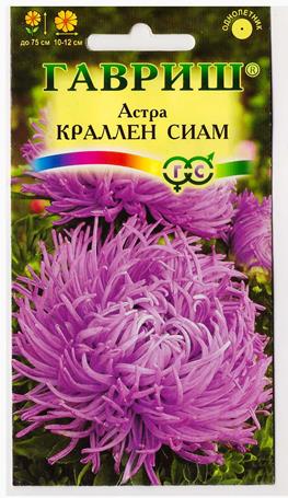 Астра Краллен Сиам (Код: 10479)