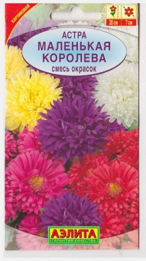 Астра Маленькая Королева смесь окрасок (Код: 65639)