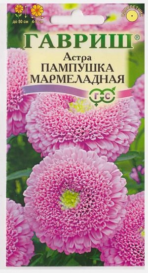 Астра Пампушка мармеладная (Код: 73050)