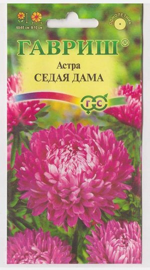 Астра Седая дама (Код: 2552)