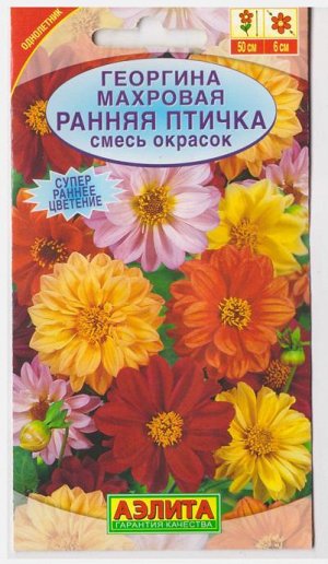 Георгина Ранняя птичка (Код: 15254)