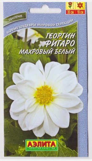 Георгина Фигаро белый махровый (Код: 2217)