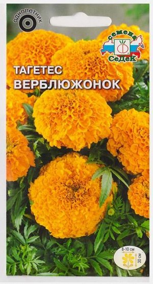 Тагетис Верблюжонок Абрикосовый (Код: 71204)