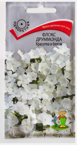 Флокс Красотка в белом (Код: 65739)