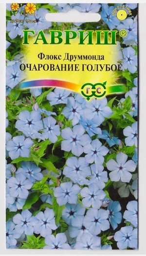 Флокс Очарование голубое (Код: 73068)