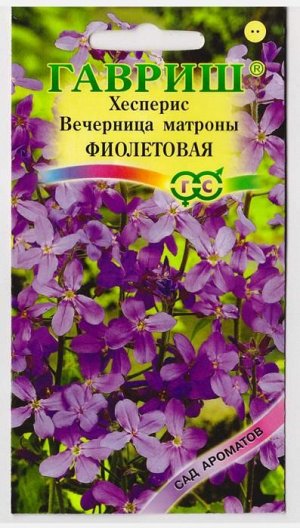 Хесперис Вечерница матроны фиолетовая (Код: 11682)