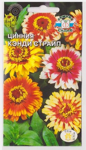 Цинния Канди страйп смесь (Код: 79241)