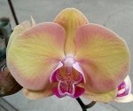 Dtps.Amber Princess &#039;MXS142&#039;