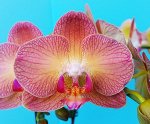 Dtps.Chialin Rainbon