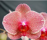 Dtps.I-Hsin Sesame