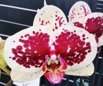 Dtps.Miki Golden Swan