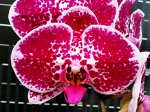 Dtps.Miki Red Coral&#039;93&#039;