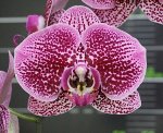 Dtps.Miki Queen × Dtps.Chian Xen Pearl